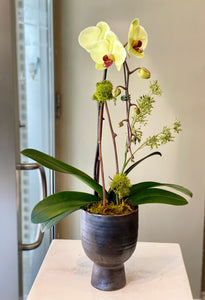P262 - Modern Green Orchid Plant