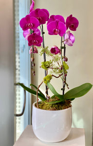 P30 -  Purple Orchid Arrangement - pink or purple orchid, depending on availability