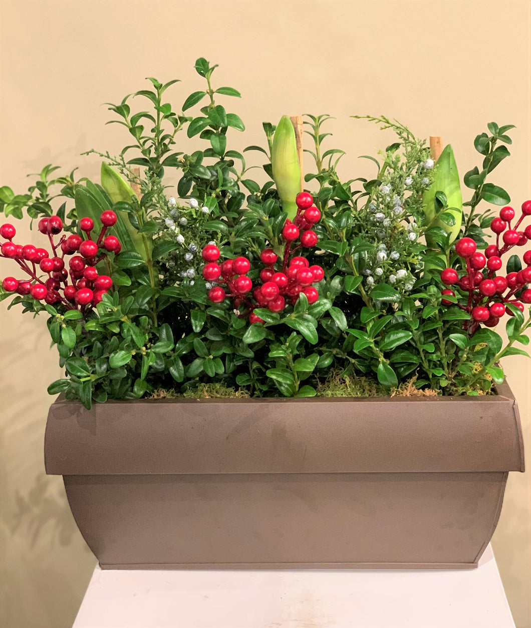 HP7 - Amaryllis Plants - Flowerplustoronto
