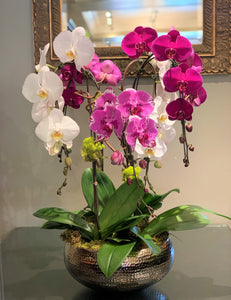 P125 - Luxurious Orchid Arrangement (Orchid colours depending on availability) - Flowerplustoronto
